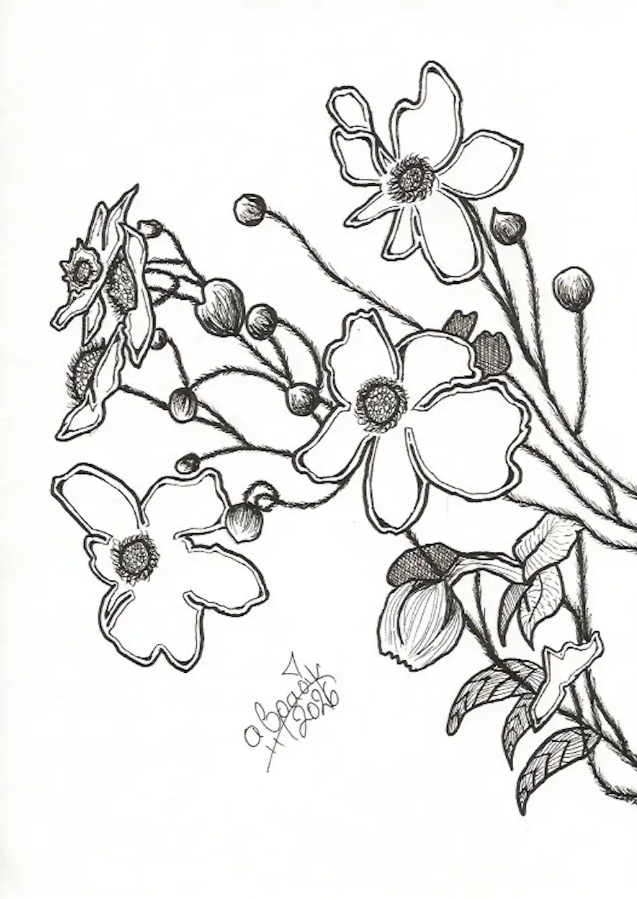 Drawing: Japanese Anemone