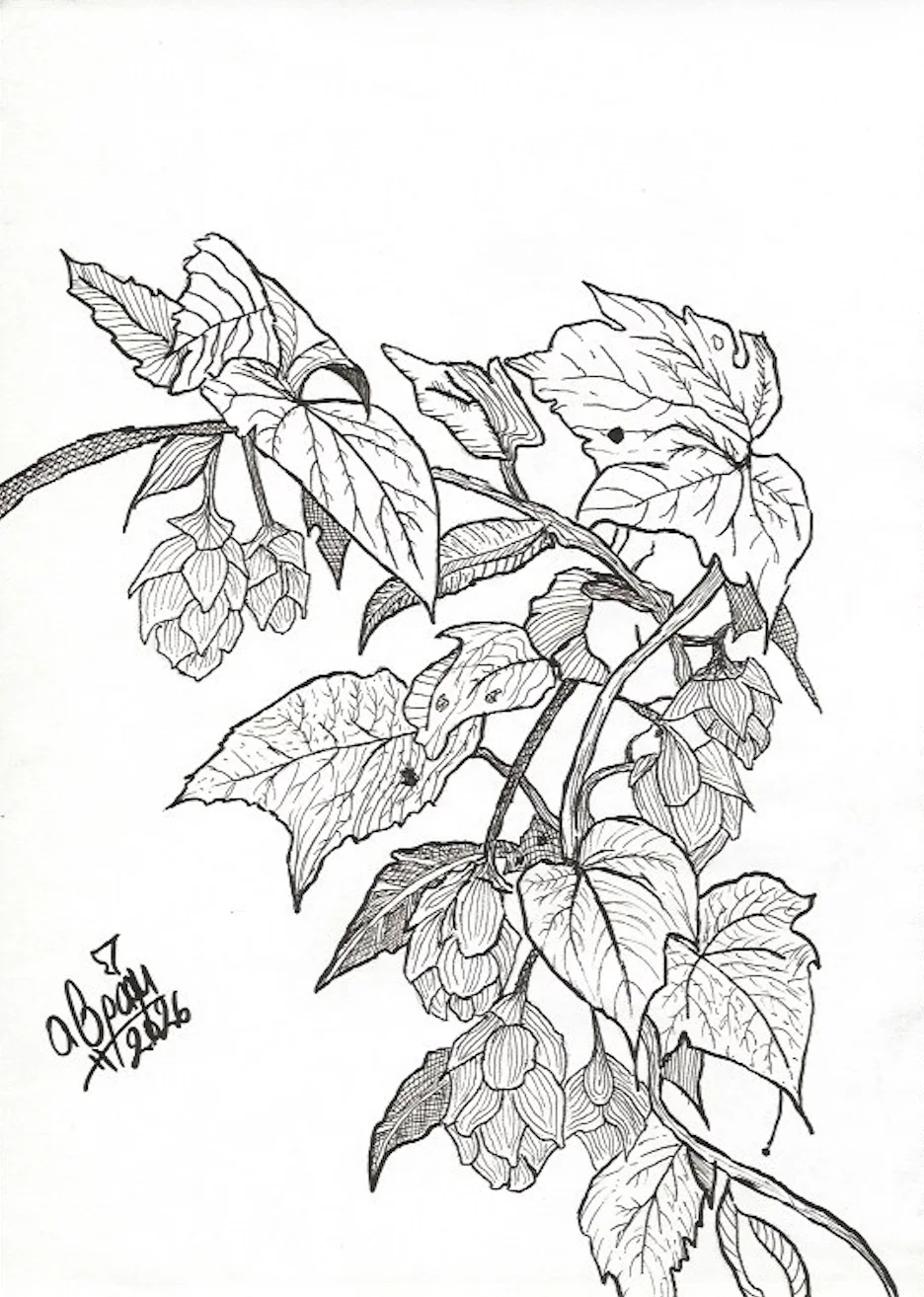 Drawing: Hops