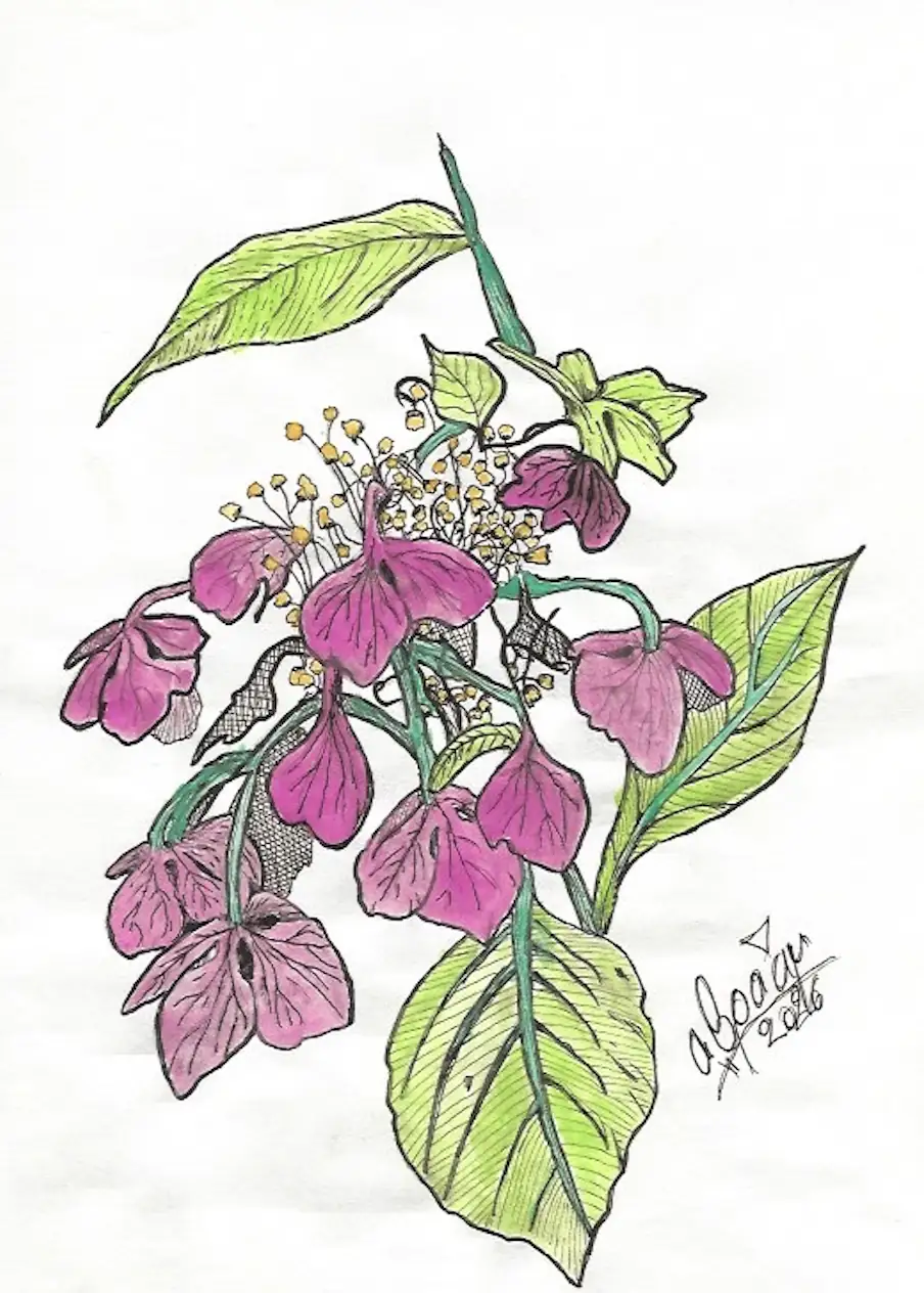 Drawing: Lacecap Hydrangea