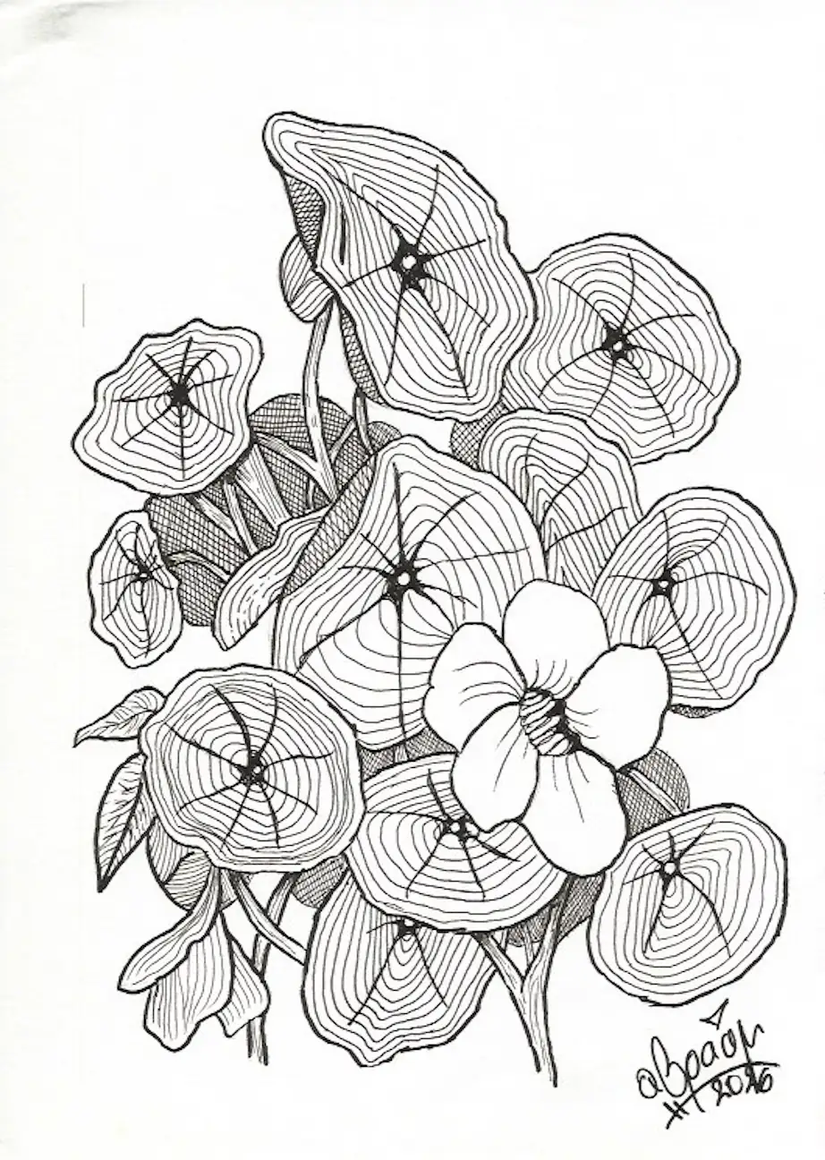 Drawing: Nasturtium