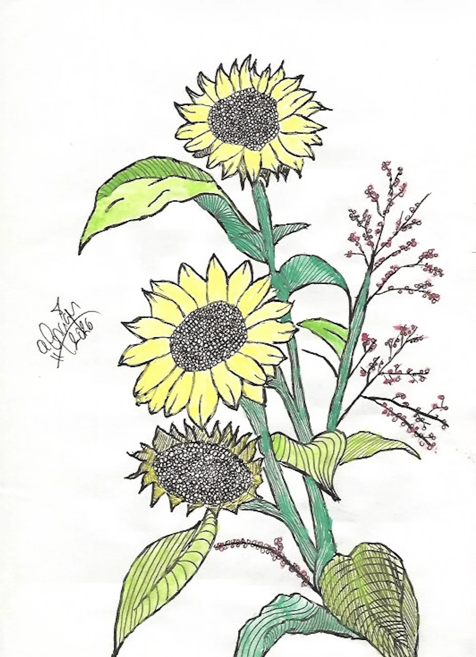 Drawing: Sunflower